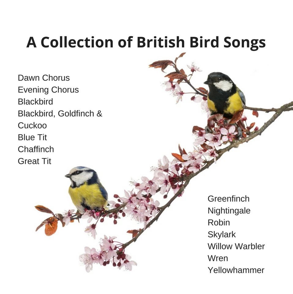 British Birdsong CD Individual Birds+Groups recognition Guide eBook and FREE MP3 - Изображение 2 из 3