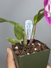 NEW! Unreleased 2027 Cattleya (Slc. Angel Eyes x Slc. Warpaint) SVO 11503 — photo 10