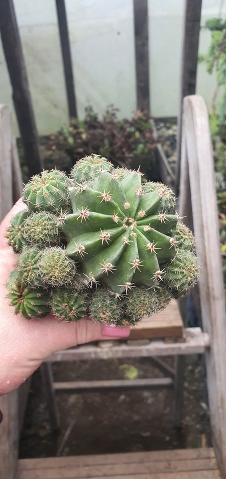 Echinopsis Ancistrophora Cactus Plants EBay UK echinopsis-ancistrophora-cactus-plants-ebay-uk