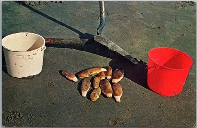 Vintage 1960s Washington Postcard ''FAMOUS RAZOR CLAMS'' with Tools / Beach Scene