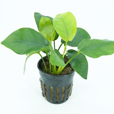 Buy2Get1Free Anubias Nana Potted Live Aquarium Plant Freshwater For Fish Tank