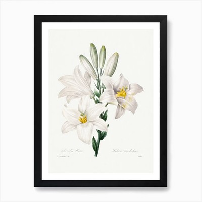 Madonna Lily, Ernst Haeckel Art Pri Framed Wall Art Poster Canvas Print Picture