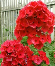 50 Bright Red Phlox Seeds Flower Perennial Flowers Seed Butterfly 88 US SELLER