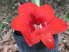 1 cross pollinated amaryllis bulb Hippeastrum Scarlet Lily 12-14 cm circumfer.