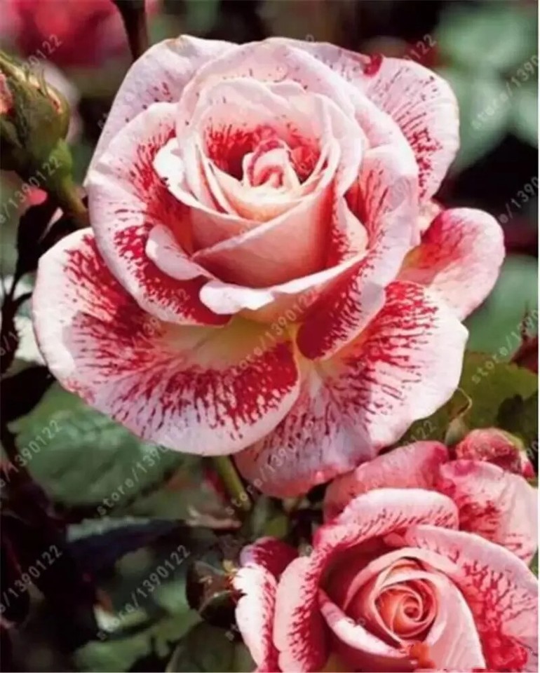20 Classic Hybrid Tea Rose Seeds For Home Garden - Perennial, Full Sun, Spring/Summer Bloom 12 thumbnail image