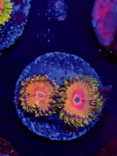 TNTcoral Kamikaze Kush 2-3 Polyp Zoa Frag-WYSIWYG-Frag-Live Coral-LPS-SPS-ZOA