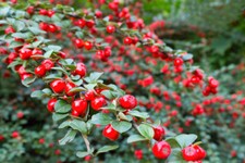 Cotoneaster suecicus Coral Beauty In 9cm Pots  Red Berries