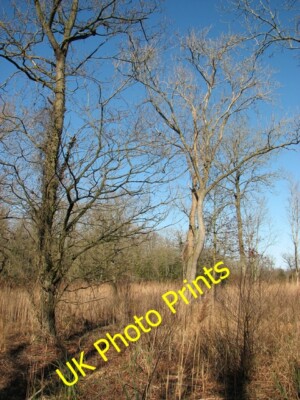 Photo 6x4 Alders in Upton Fen Pilson Green Alders like boggy ground. c2015