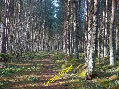 Foto 12x8 Wo die Sonne scheint in Bellton Wood Munlochy Auf einem sonnigen Winter c2013