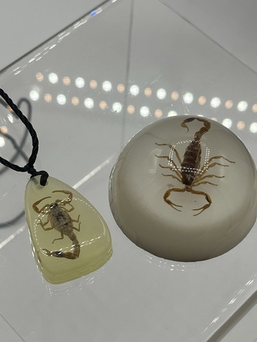 Scorpion in Lucite Dome Small Vtg Paperweight Pendant Acrylic Taxidermy Display