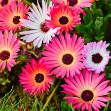 FLOWER MESEMBRYANTHEMUM PASTEL MIXED 4500 FLOWER SEEDS