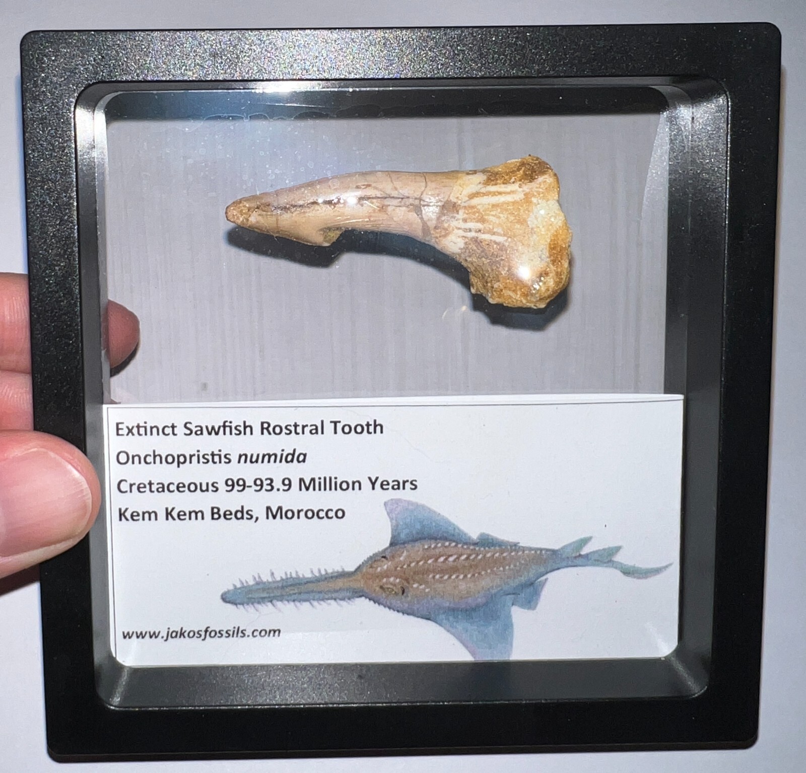Framed ONCHOPRISTIS Fossil Dinosaur Era Sawfish Tooth Lot! 2+ IN! One per Order