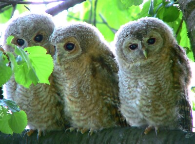 TAWNY OWL OWLET CHICKS GLOSSY POSTER PICTURE PHOTO PRINT BANNER 11346