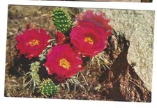 Cacti Bloom in Area Around Zion National Park, etc., Utah c1950 Unused Postcard