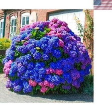 Brand New Hydrangea Seeds 25pcs Blue Pink Purple Outdoor