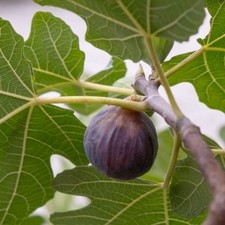 Ficus carica FIGNOMENAL® 'PT-DF-14' = Ficus carica 'Fignomenal'® / Ecomotte /...