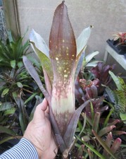 BUY 4 SAVE 20% BROMELIAD Billbergia LAST HURRAH Amazing Colors! Young Plant