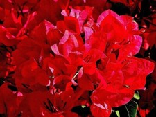 Bougainvillea - 'San Diego Red'