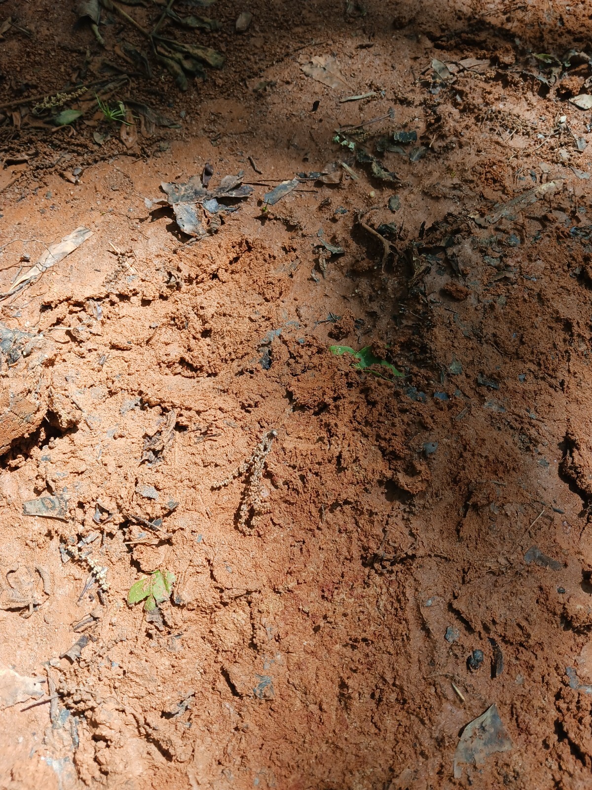 2 Gallon Garden Grade utisol Red Clay Dirt for potted plants raised