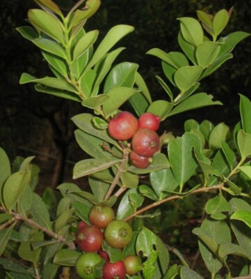 GUAVA - CEREZA TREE 2.5 feet GUAYABA CHERRY/ FREE SHIPPING /  PSIDIUM GUAJAVA