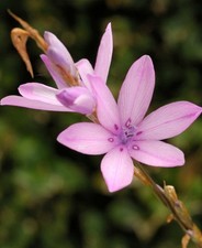 MIECZ LEJKOWY - WĘDKA ANIELSKA - DIERAMA ERECTUM 10+ NASION Z 228