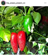 [BP JALAPEÑO] PEPPER SEEDS 2025 SEASON FREE SHIPPING!