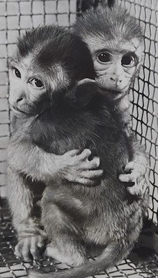 Vintage 1960 Harry Harlow Rhesus Monkey Experiment UPI Wire Photo Psychology