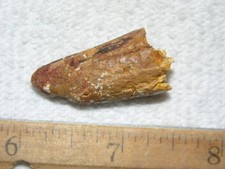 Dinosaur fossil tooth Spinosaurus Cretaceous Era bigger 1.5 inch long D78