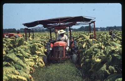 what does tobacco crop look like Tobacco production nearly extinct in Illinois