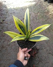 Real Picture Sansevieria Gold Flame Rare Uniqe Snake Plant