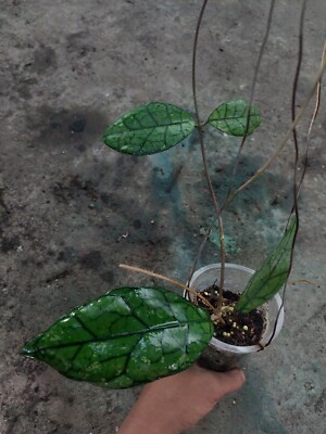 Hoya Aff Clemensiorum Sp Borneo Phytosanitariy Certificate Ship By DHL Express