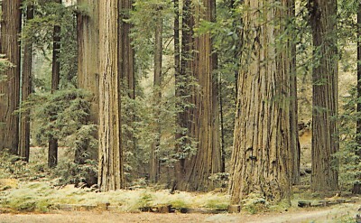 UPICK POSTCARD California REDWOODS 1990