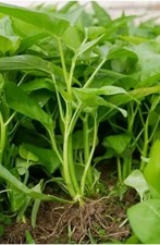 Water Spinach Seeds Aprox 100 ????????,thai, Kolmi Shak Morning Glory 100 Seeds