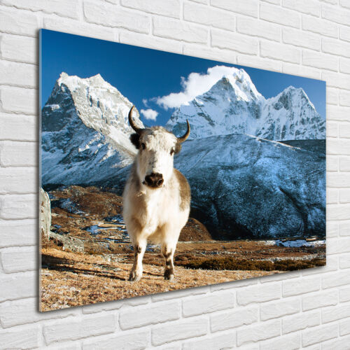 Acrylglas-Bild Wandbilder Druck 100x70 Deko Tiere Yak Berge - Bild 1 von 6