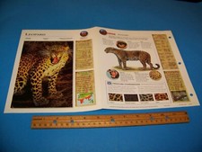 Leopard Photo / Information Page Wildlife Explorer 1998