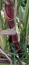 FRESH ORGANIC HEIRLOOM RED SUGARCANE TWO CUTTINGS