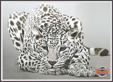 Snow Leopard 437 Chart Counted Cross Stitch Pattern Needlework