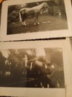 PHOTOS HORSES AND RIDERS. COW GIRLS PONY — photo 3