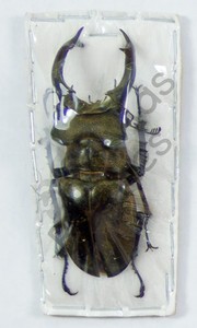 Lucanus Cervus | eBay