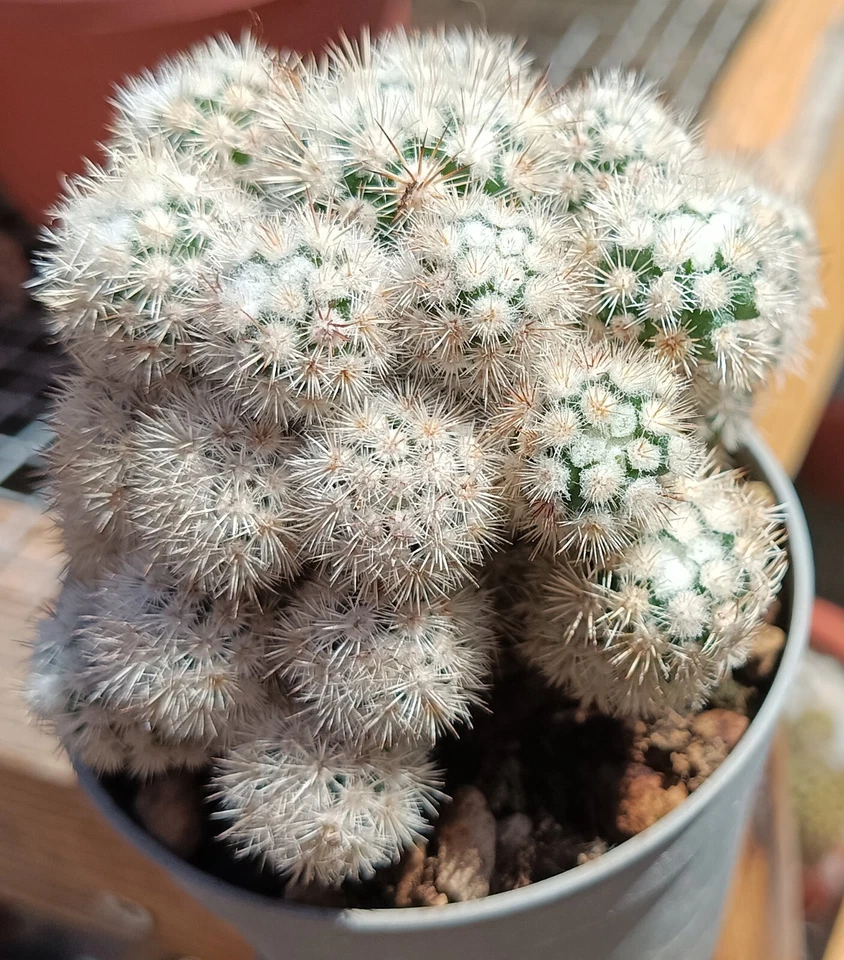 mammillaria gracilis texansis unrooted cutling cactus cacti succulent live plant - Image 2 of 4