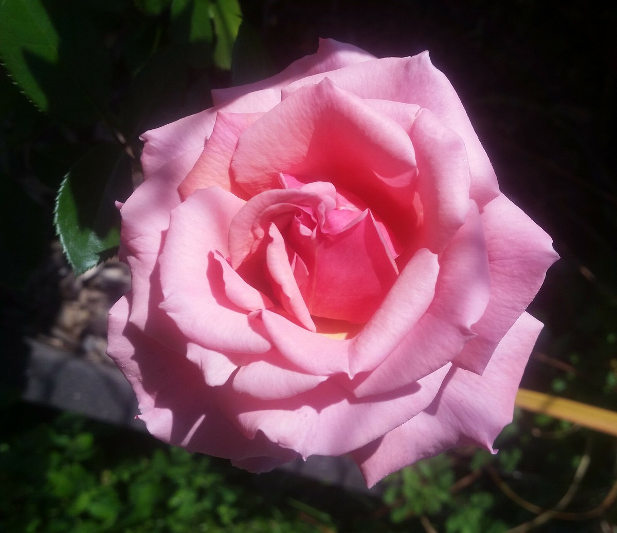 Rosier George Vancouver Explorator Rosa Rose Bush Pink Vine Seeds