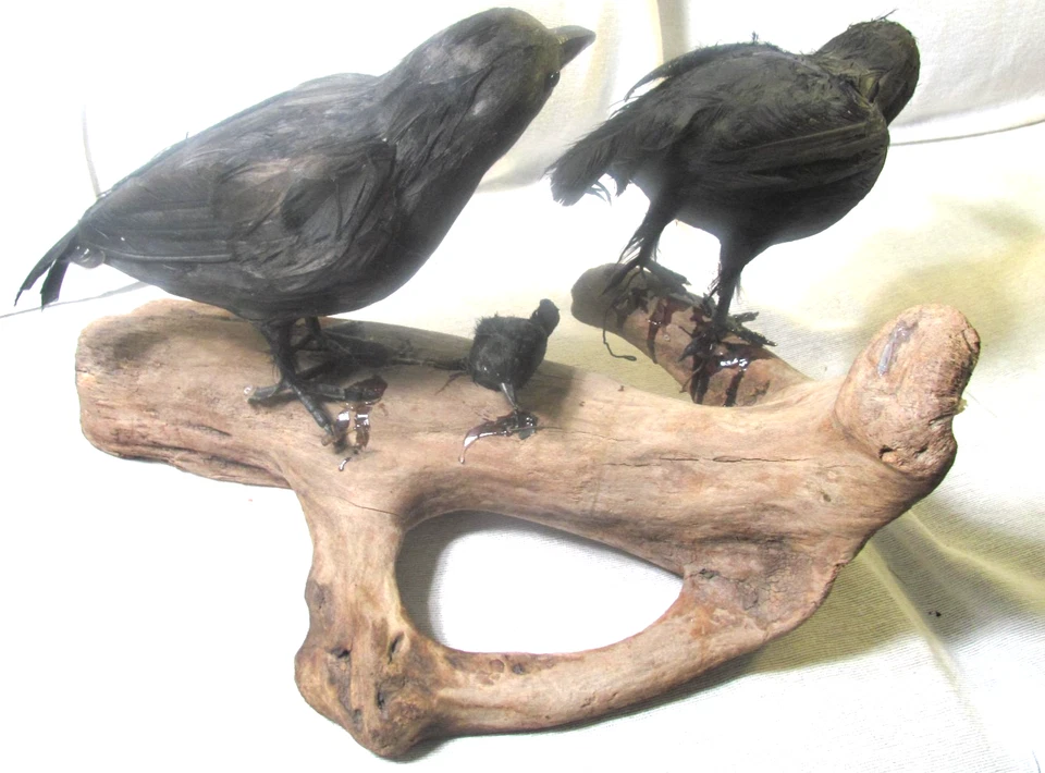 Taxidermia Torre Cuervo Pájaro Real Relleno Montaje Animal Gótico Madera a la deriva Halloween Foto 2 de 4