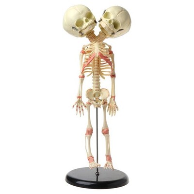 37cm Human Double for Head Baby Skull Skeleton Anatomy Brain Display Study Teach