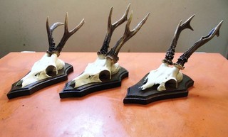 Rehbock Gehörn Geweih Reh Hirsch Rehgeweih Jagd Dekoration