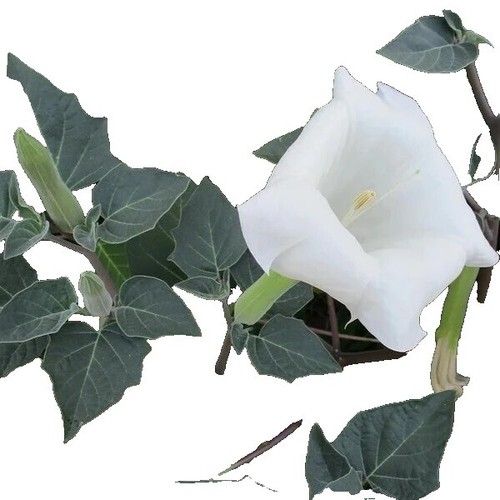 ダチュラ2点 Datura plant - Etsy 日本