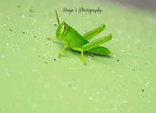 Digital image photo art wallpaper picture grasshopper up close photo by Paige