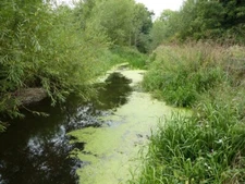 Photo 6x4 River Maun Haughton/SK6772 View west from the footbridge at Co c2011