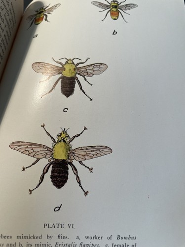 Hummeln und ihre Wege: Otto Emil Plath 1934 Erstausgabe, Entomologie HC/DJ - Bild 9 von 16