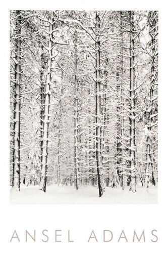 ANSEL ADAMS Pine Forest in the Snow, Yosemite National Park Print Poster 24x36 - Picture 1 of 1
