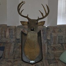 Buck Animated Trophy Talking Deer Antlers Gemmy. With Antlers.  Some Wear